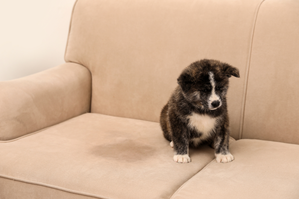 Constant Dog Pee on the Sofa? Heres Why It Happens and What You Can Do!