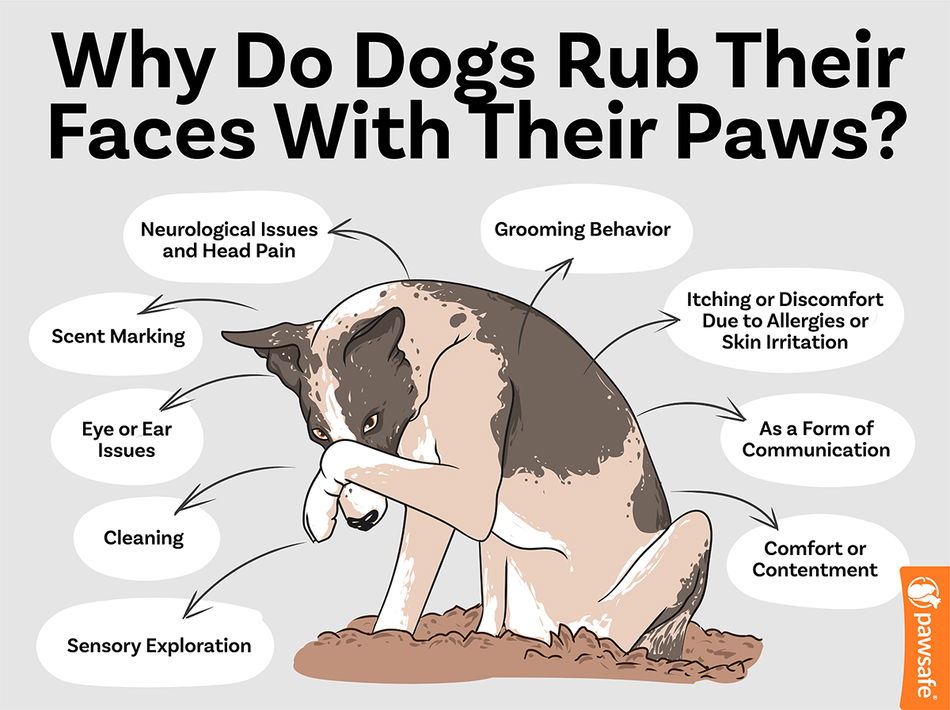 Why Is My Dog Pawing At His Face? Common Reasons and What To Do!