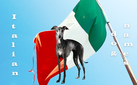 Popular Italian Names For Dogs Male - Ideas You Will Love!