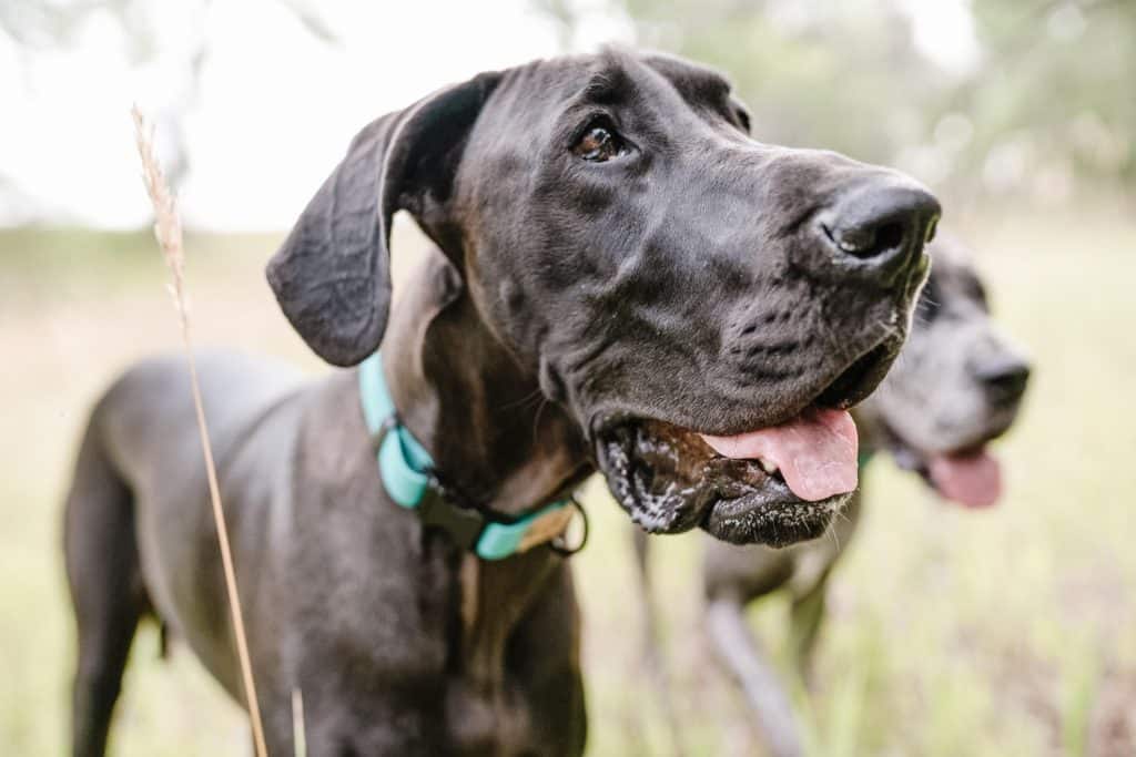 Need Extra Large Dog Toys for Great Danes? Check Out These Top-Rated Picks