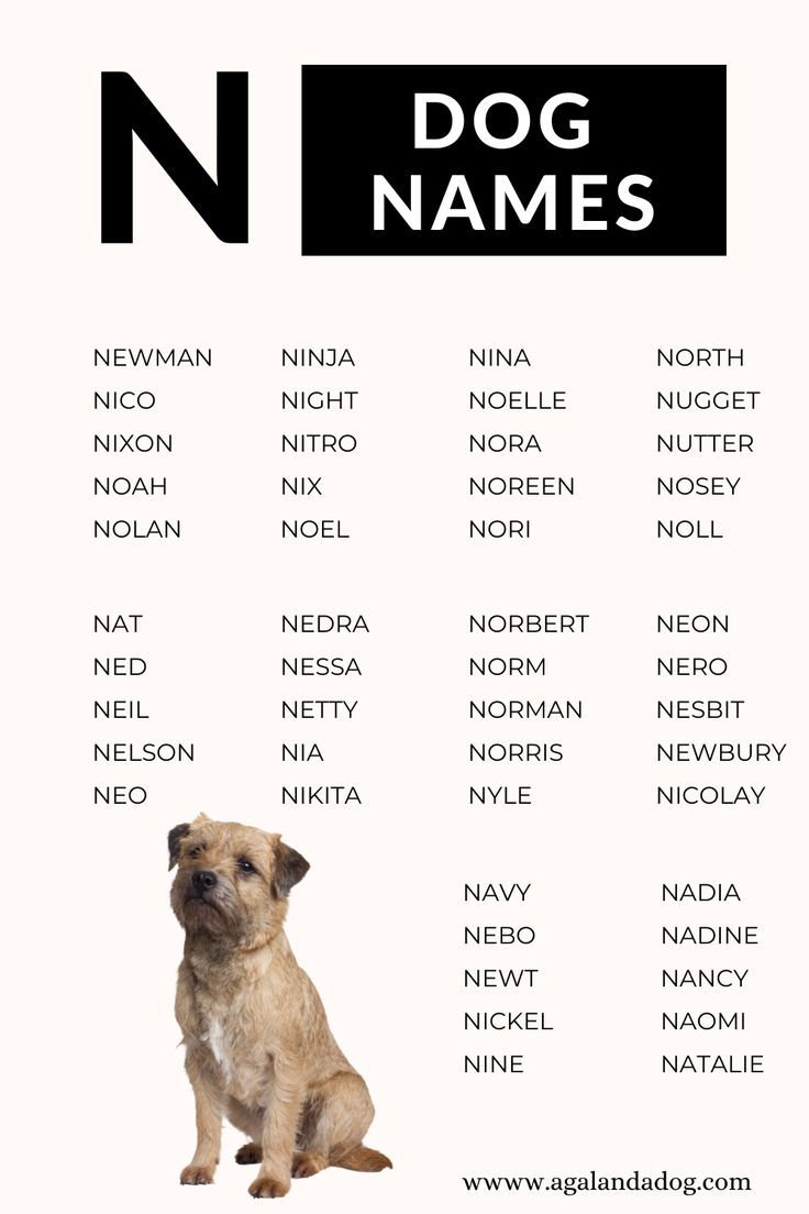 Dog Names That Start With an N: Cool and Cute Options for Your New Puppy!