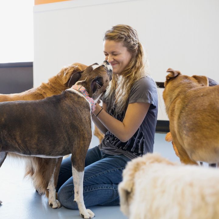 Understanding Dog Daycare Prices: A Simple Guide for Owners.