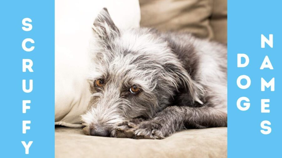 Cool Scruffy Dog Names: Inspiration for Your New Pet