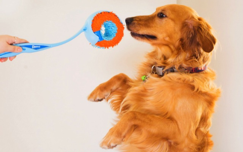 Toys for High Energy Dogs: Keep Your Pup Busy and Happy!