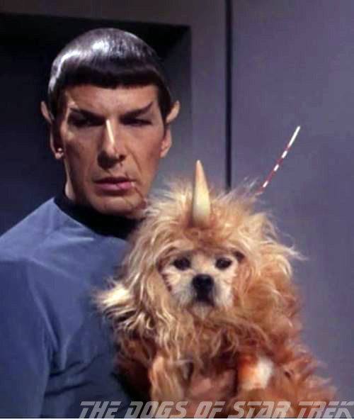 Star Trek Names for Dogs: From Kirk to Spock, Names Youll Love!