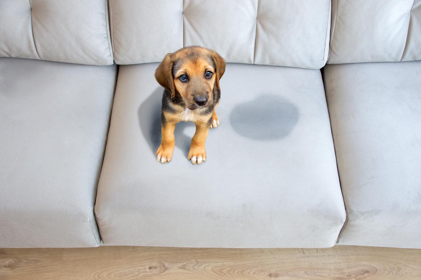 Stop the Mess: Why Does Dog Pee on Couch? Get Expert Advice Here!