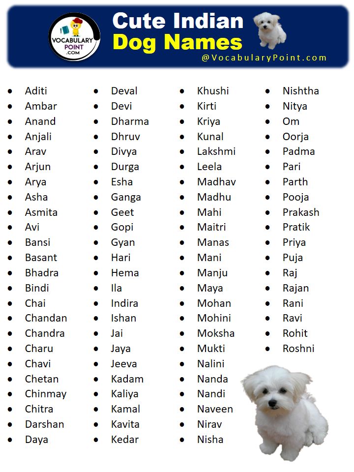 Cute Desi Dog Names: Find the Perfect Name for Your Furry Friend!