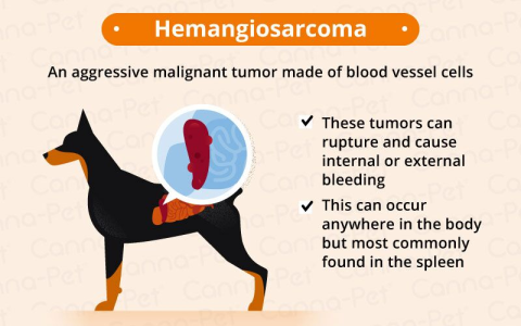 Why does my dog smell like death? Heres how to deal with it!