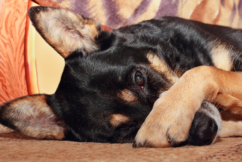 My Dog Covers Her Face: Why Does She Do That With Her Paws?