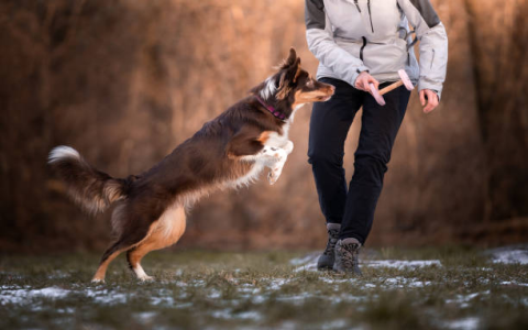 Interactive High Prey Drive Dog Toys: Which Toys Will Keep Your Dog Entertained?