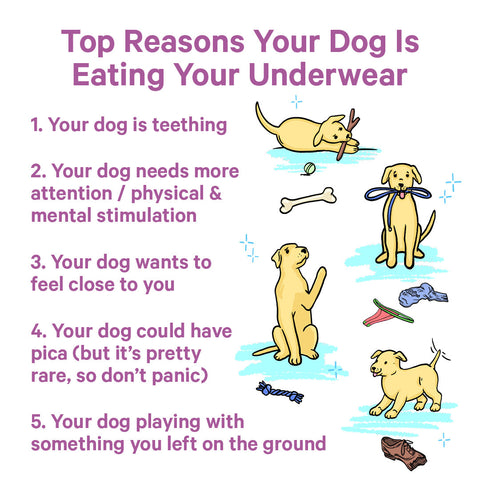 Help! My Dog Likes My Underwear, What Can I Do Now?