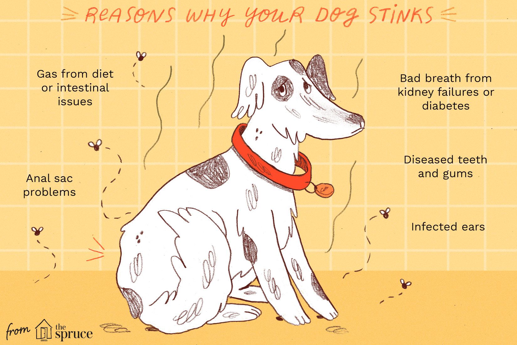 Why does my dog smell like death? Heres how to deal with it!