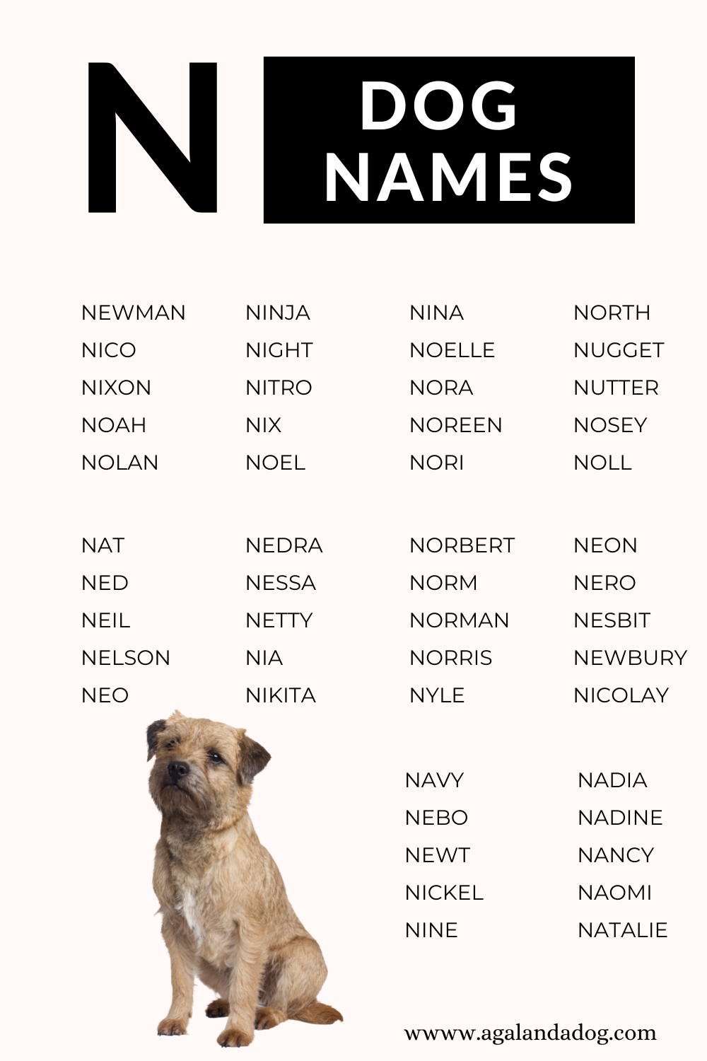 Dog Names That Start With N: Unique and Popular Choices for Dogs!