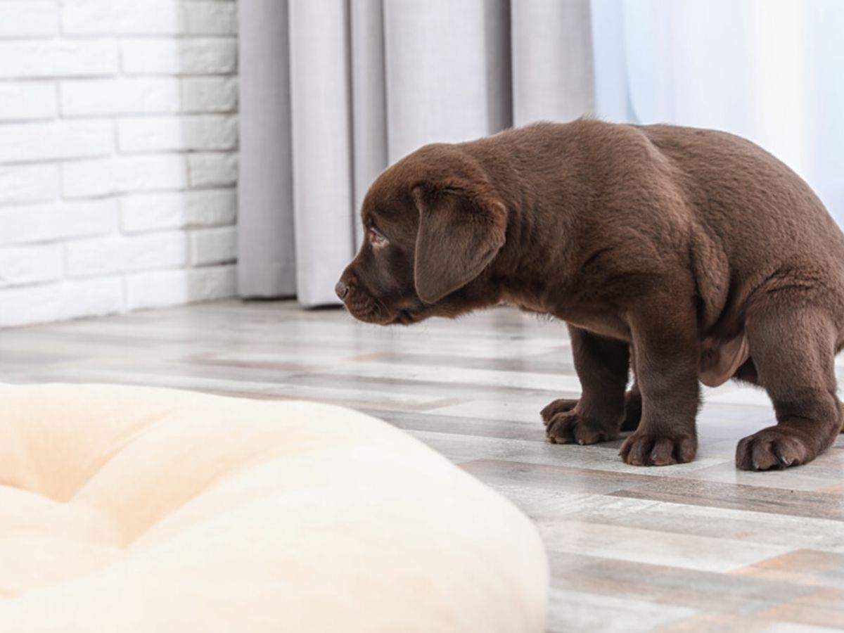 Help! My Dog Poops on My Bed, What Can I Do to Prevent It?