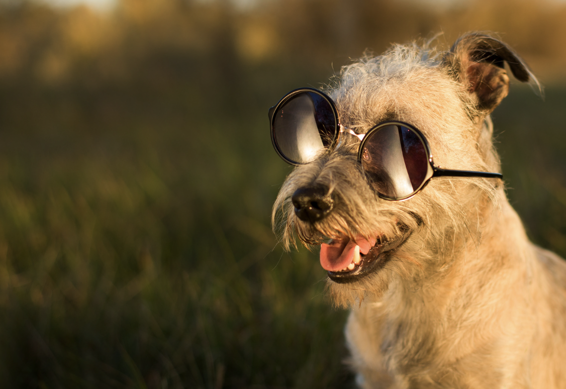 Top Stoner Female Dog Names: Laid-Back Name Ideas for Your Canine Companion!