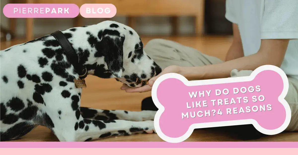 Why Do Dogs Like Treats So Much? The Truth About Their Tasty Obsession!