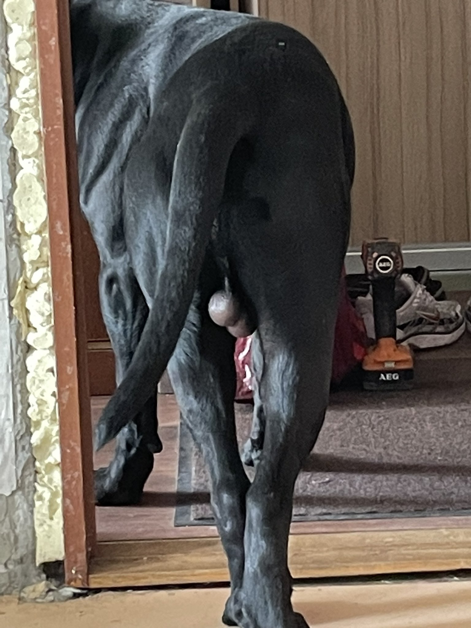 Why Are My Dogs Balls Vertical? Heres What Vets Say About This Dog Thing!