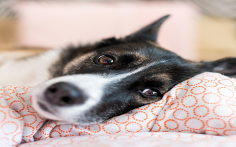 Is Your Dog Peeing on the Couch? Heres Why and How to Stop It Now!