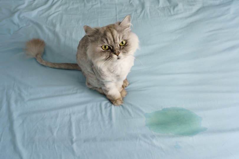 Why Does My Cat Pee on My Dogs Bed? Learn What to Do About It