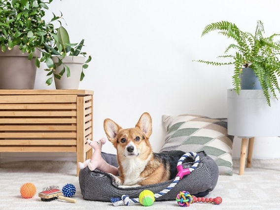 Black Dog Toy: The Ultimate Guide to the Best and Most Popular Options for Your Furry Friend!