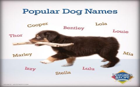 Need Dog Names With a P? Heres a List of the Best and Most Unique Choices