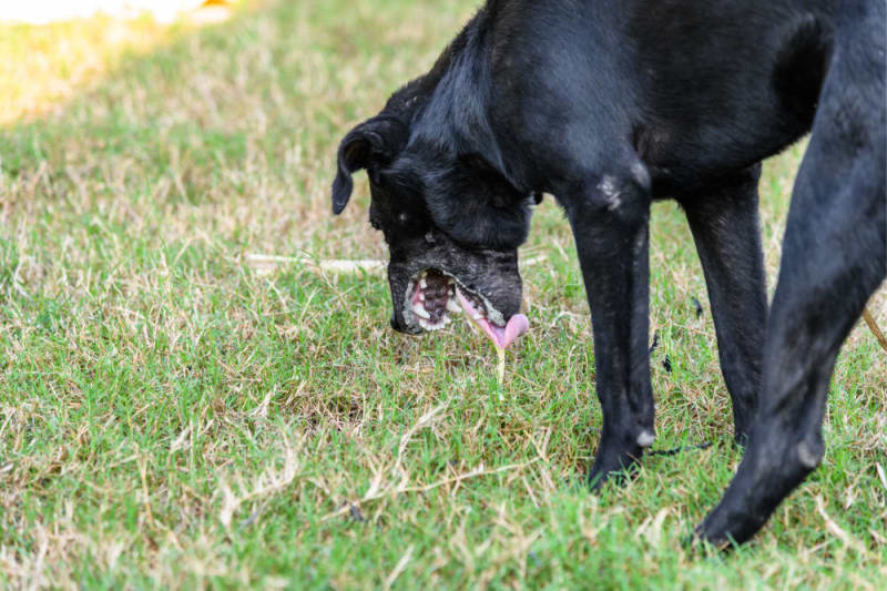 Help! Why Is Dog Dry Heaving? Heres How to Figure Out the Cause