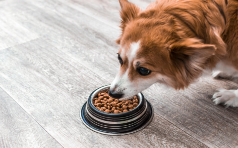 Is Authority Good Dog Food? We Break Down the Pros and Cons!