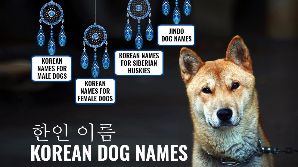 Popular male Korean dog names: Check out these trending names for your canine companion!