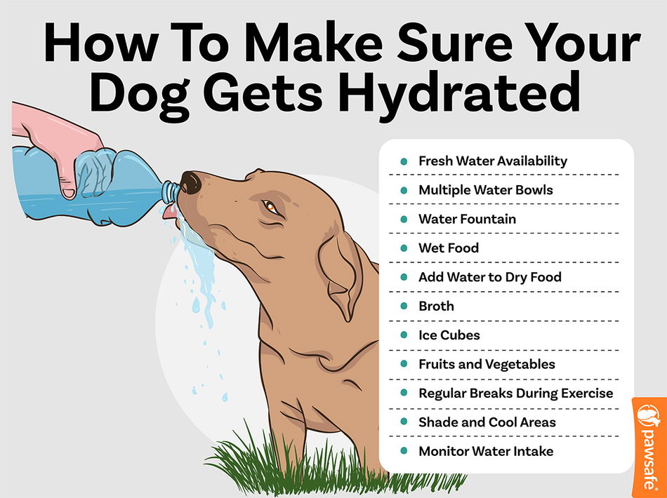 Why Your Dog Needs Water Thickener: A Quick and Easy Explanation