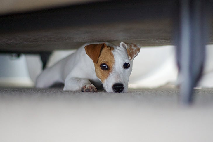 My Dog Keeps Hiding Under the Bed, Whats Wrong and What Should I Do