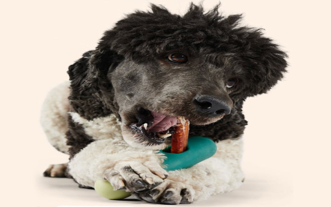 Box of Dog Toys: What to Look For and Avoid? Pro Tips for Owners!