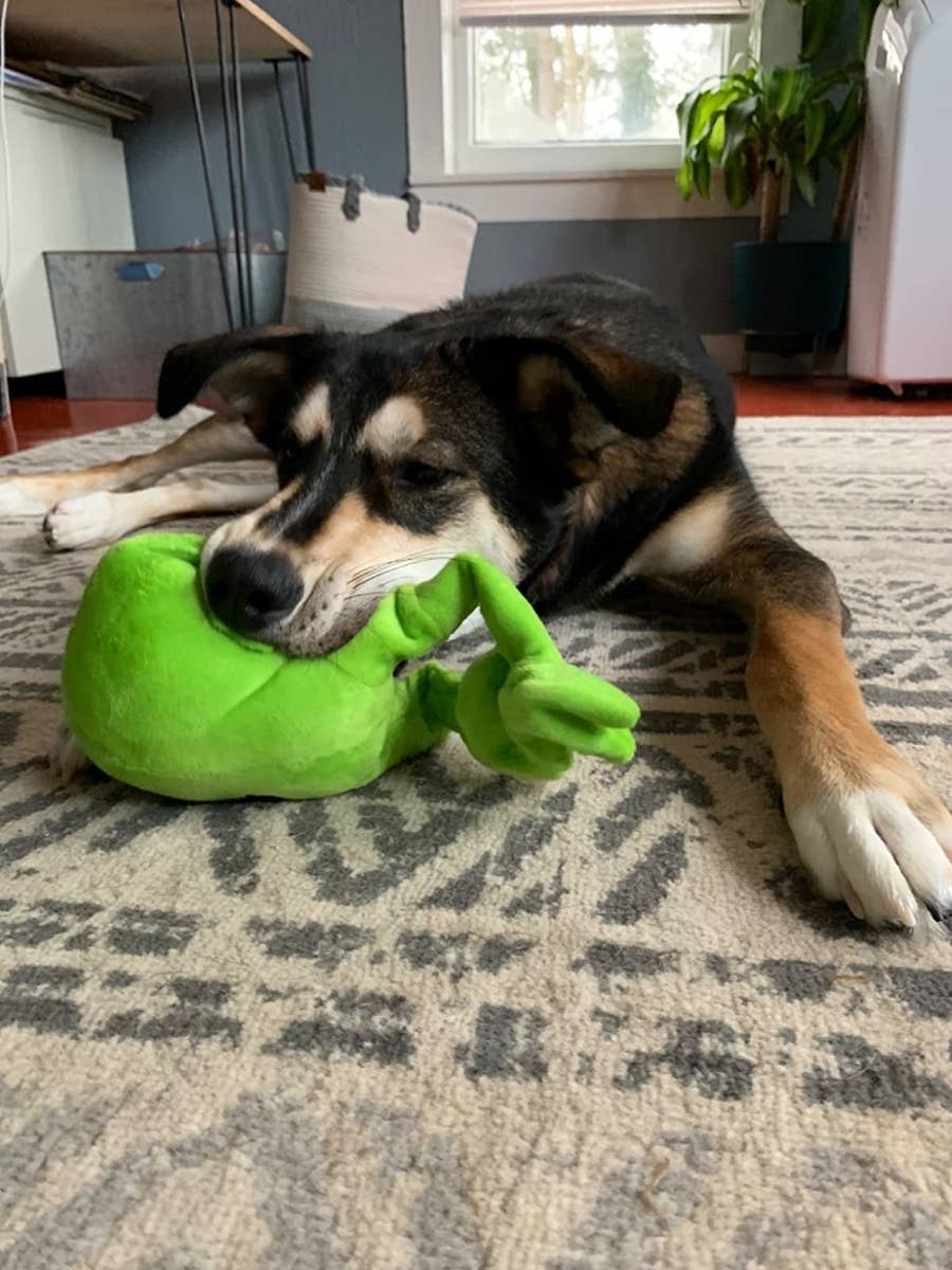 Best Dog Sniff Toys: Top Picks to Keep Your Pup Busy and Happy All Day Long