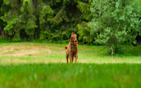 Fun Dog Names with F! Find the Perfect Fit for Your Furry Friend.