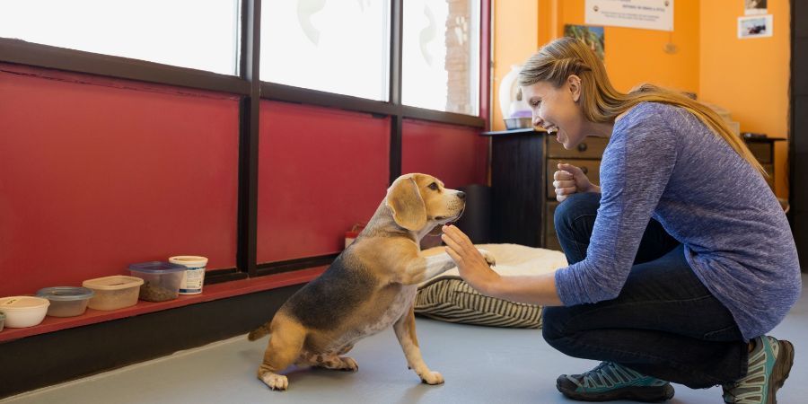 Understanding Dog Daycare Prices: A Simple Guide for Owners.