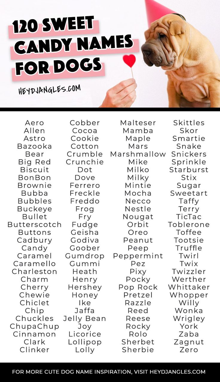 Candy Names for Dogs: Find the Perfect Sweet Name for Your Dog