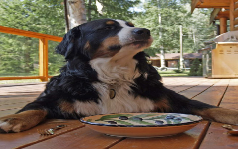 Choosing the Best Country Natural Dog Food: A Simple Guide to Help Pick for Your Dogs Needs