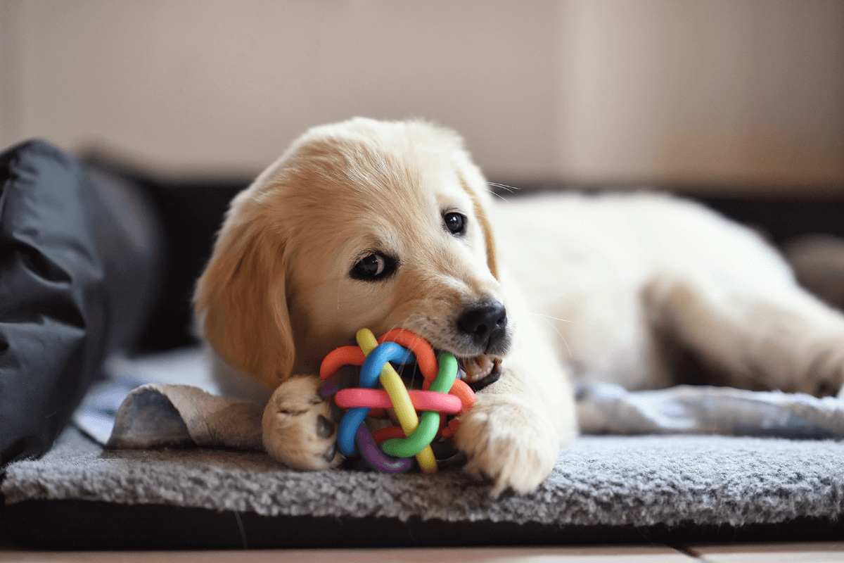 Bored Dog? Try These Dog Lick Toys! Simple Tips For a Happy and Engaged Pup!