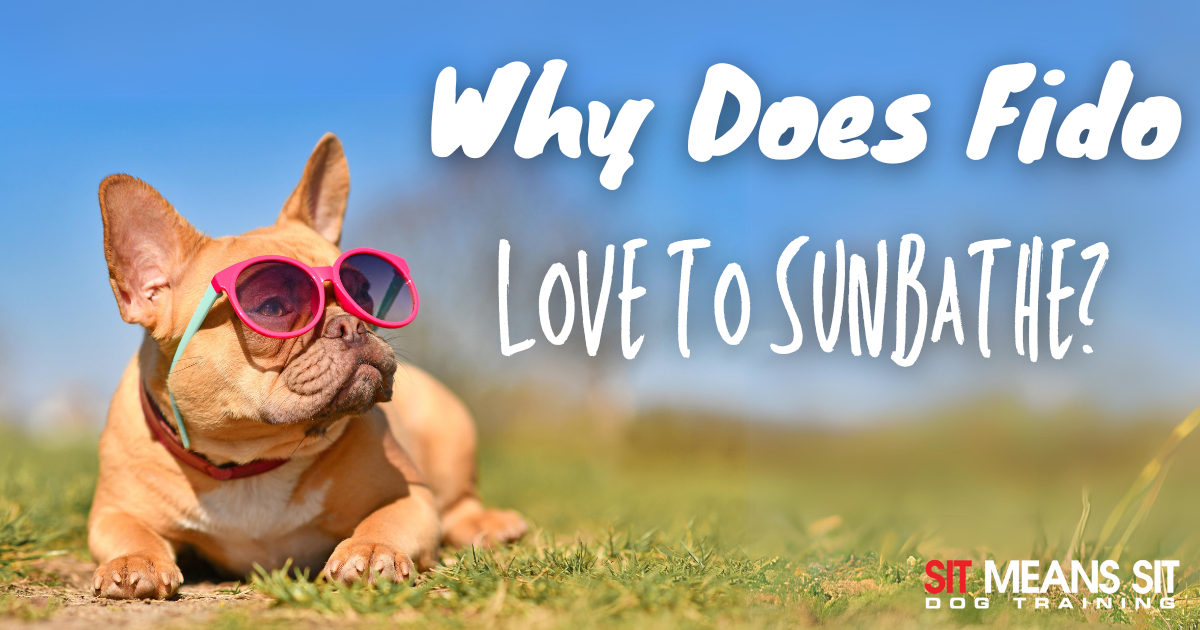 Why Do Dogs Love Sunbathing? Discover the Reasons Behind This Adorable Behavior!