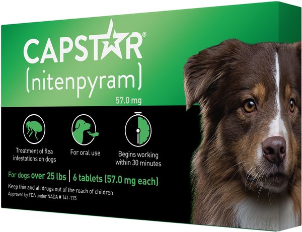 Capstar Para Perros Como Se Usa: A Step-by-Step Guide (Flea Control)