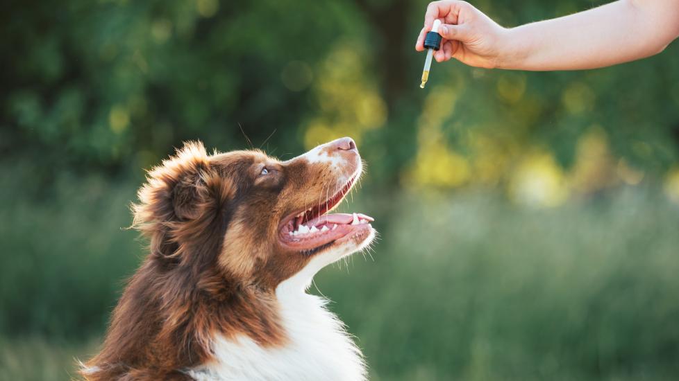 CBD and Prednisone for Dogs: Interactions and Side Effects (Easy-to-Understand Information)