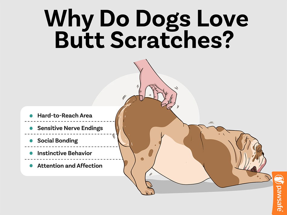 Why Do Dogs Like Butt Scratches? Simple Tips to Scratch Your Dog!