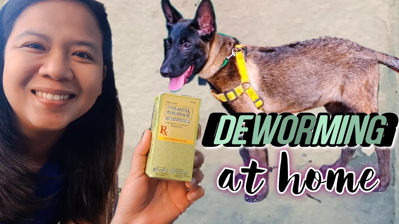 How to Use Pyrantel Dewormer for Puppies? Simple Guide