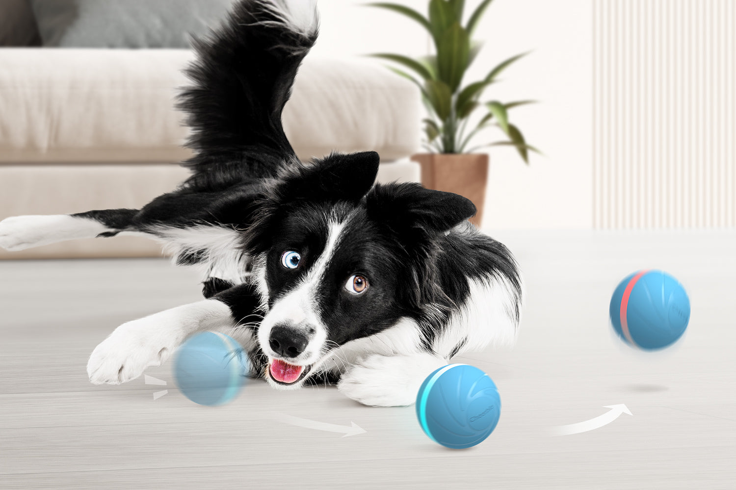 Need a Wicked Ball for Dogs? Heres Where to Buy and What to Look For!