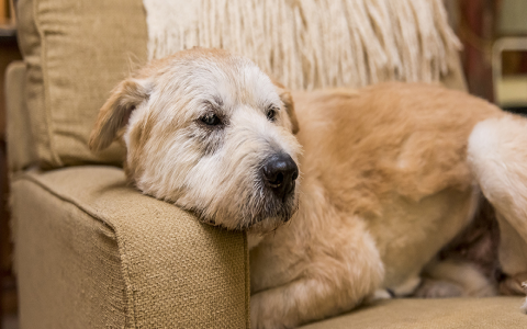 Is it normal that my dog nurses on stuffed animals? Learn more about this habit.