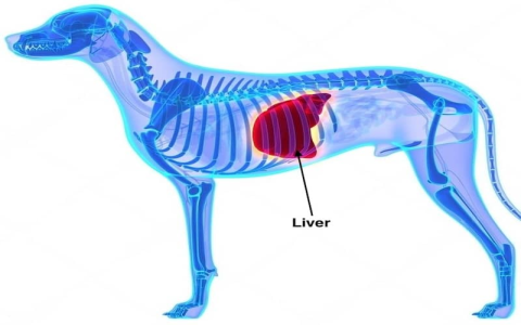 Denamarin for Dogs: Is There a Better Alternative for Liver Support?