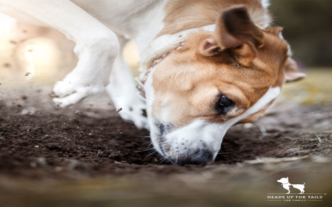 Why Do Dogs Bury Their Head Into You? (Simple Reasons for This Behavior)