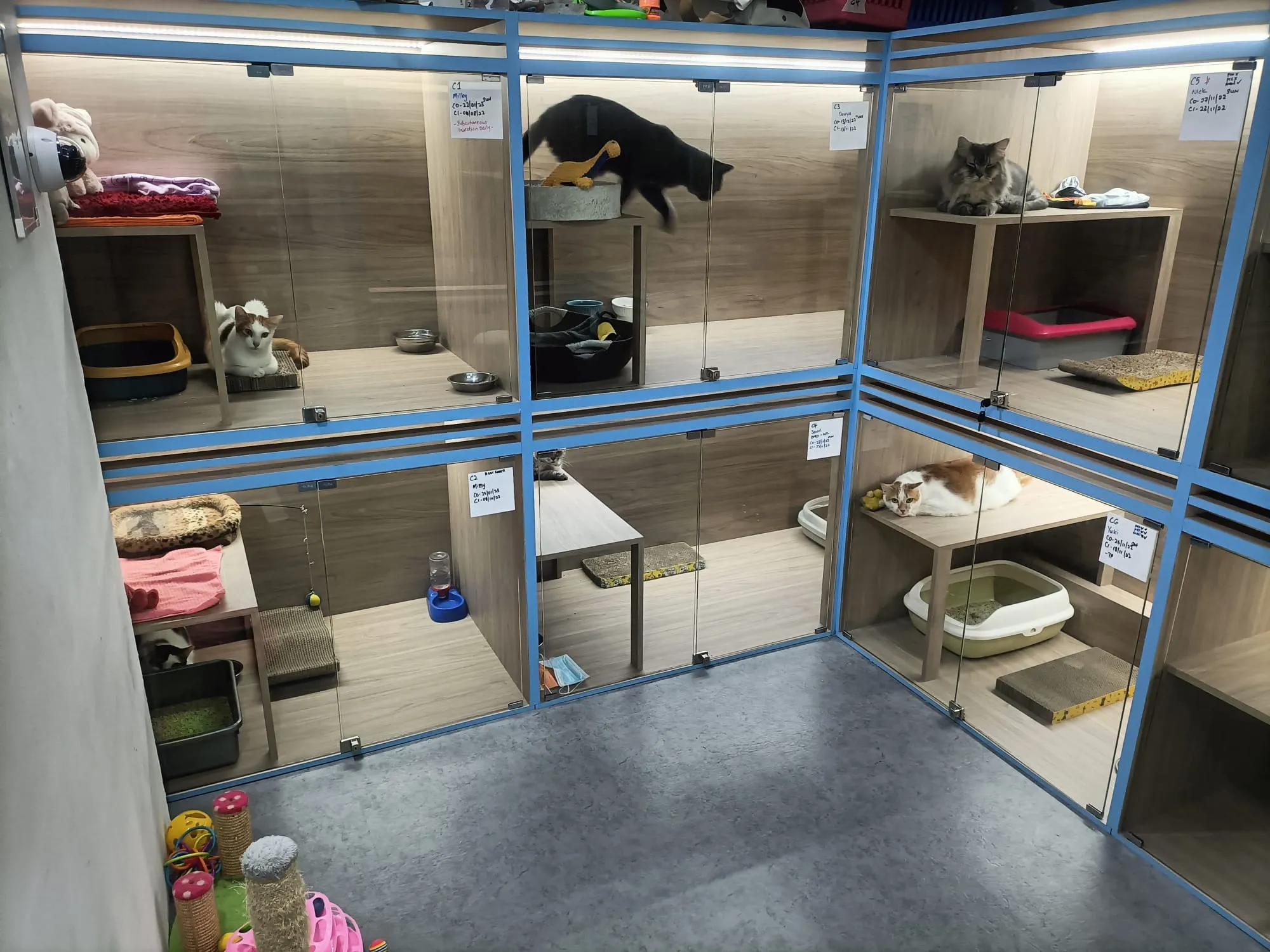 Top-Rated Kennel Prices Near Me: Check Out Customer Reviews Now!