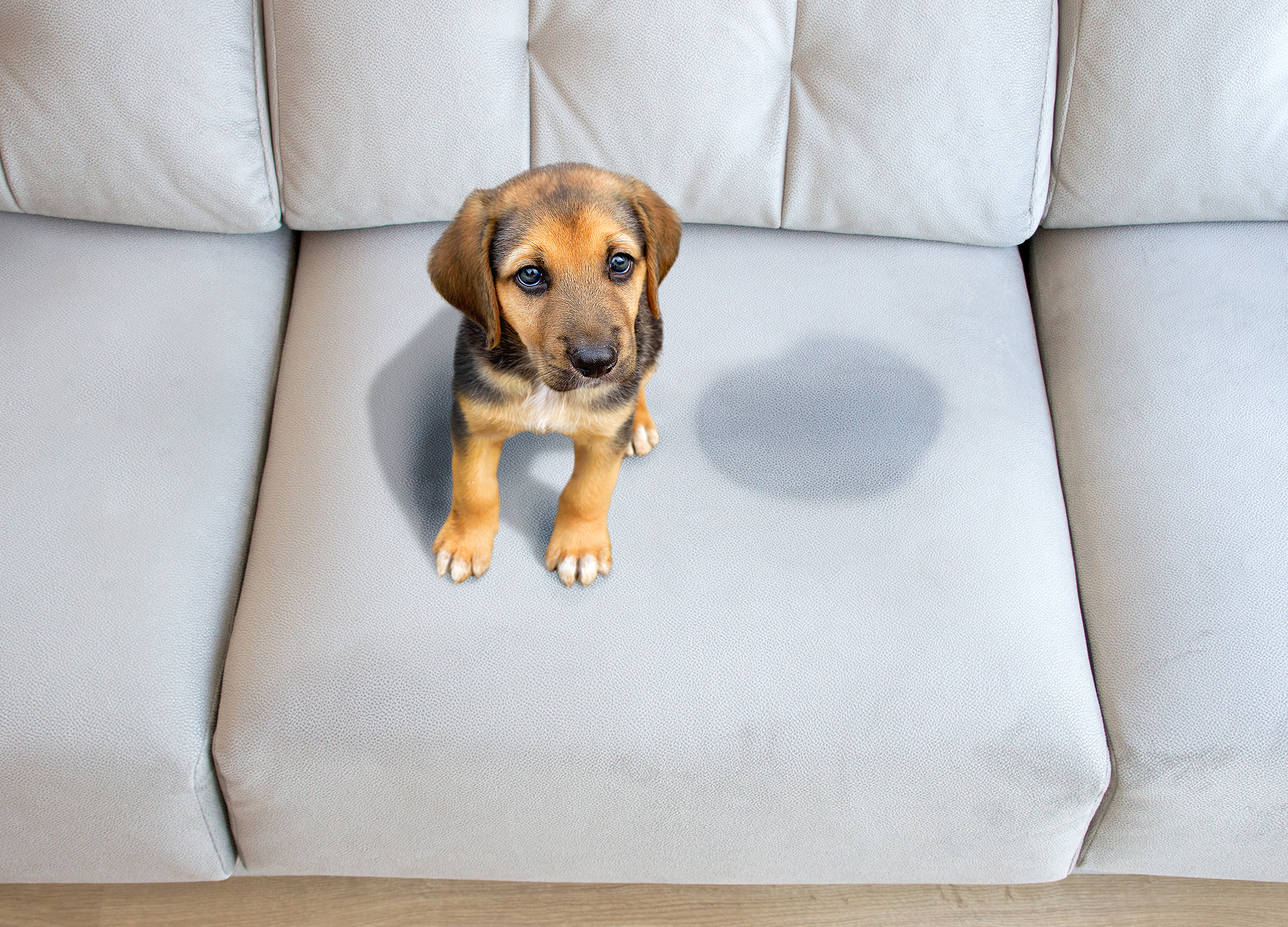 Stop Dog Pee on the Couch: Understand Why They Do It and Get Practical Advice!