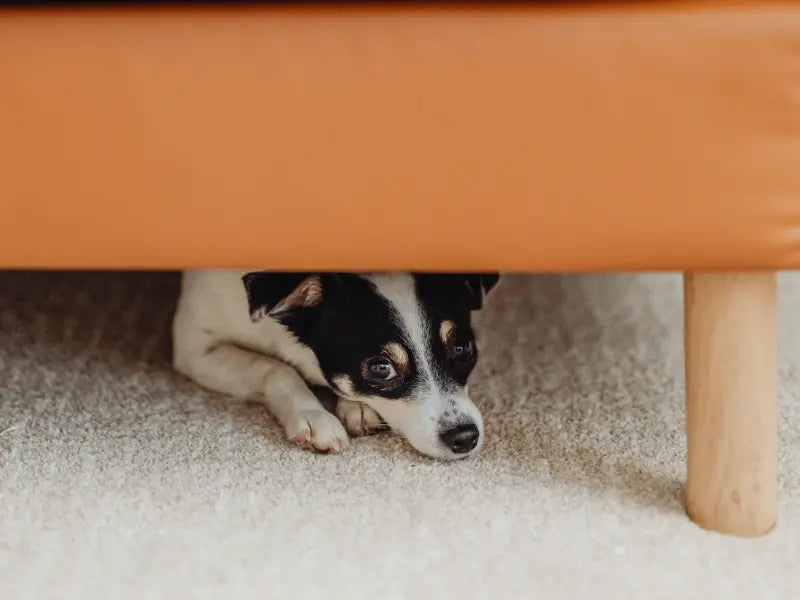 My Dog Always Hides in the Closet! Why They Do It and How to Help Your Anxious Pet