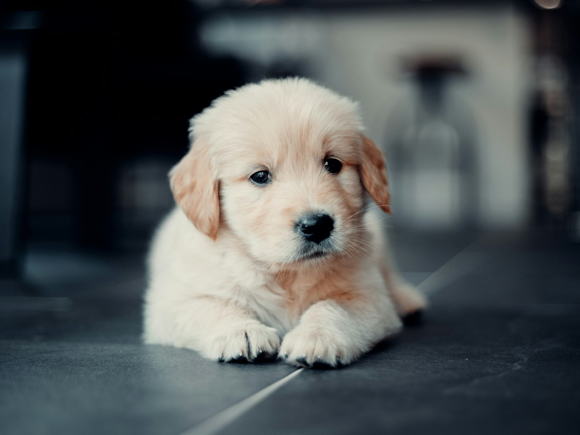 Golden Retriever and Labrador Mix Puppy Price: Tips for Finding Affordable Puppies and Avoiding Scams